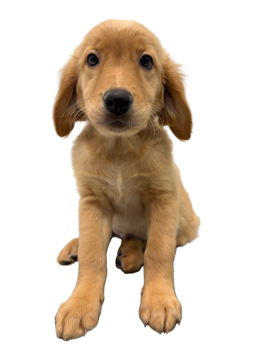 GOLDEN RETRIEVER 3991 BOY