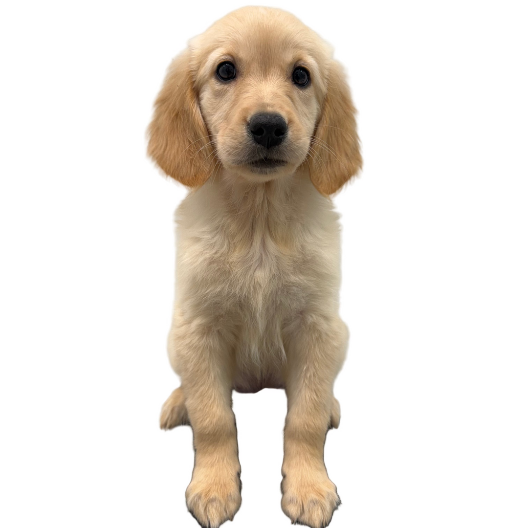 GOLDEN RETRIEVER 8835 GIRL