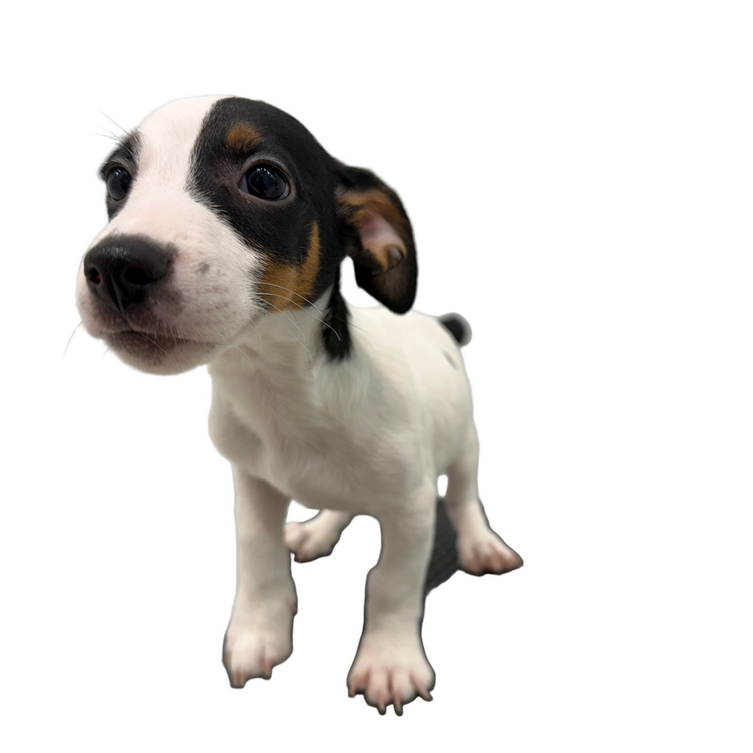 JACK RUSSELL TERRIER 6885 BOY