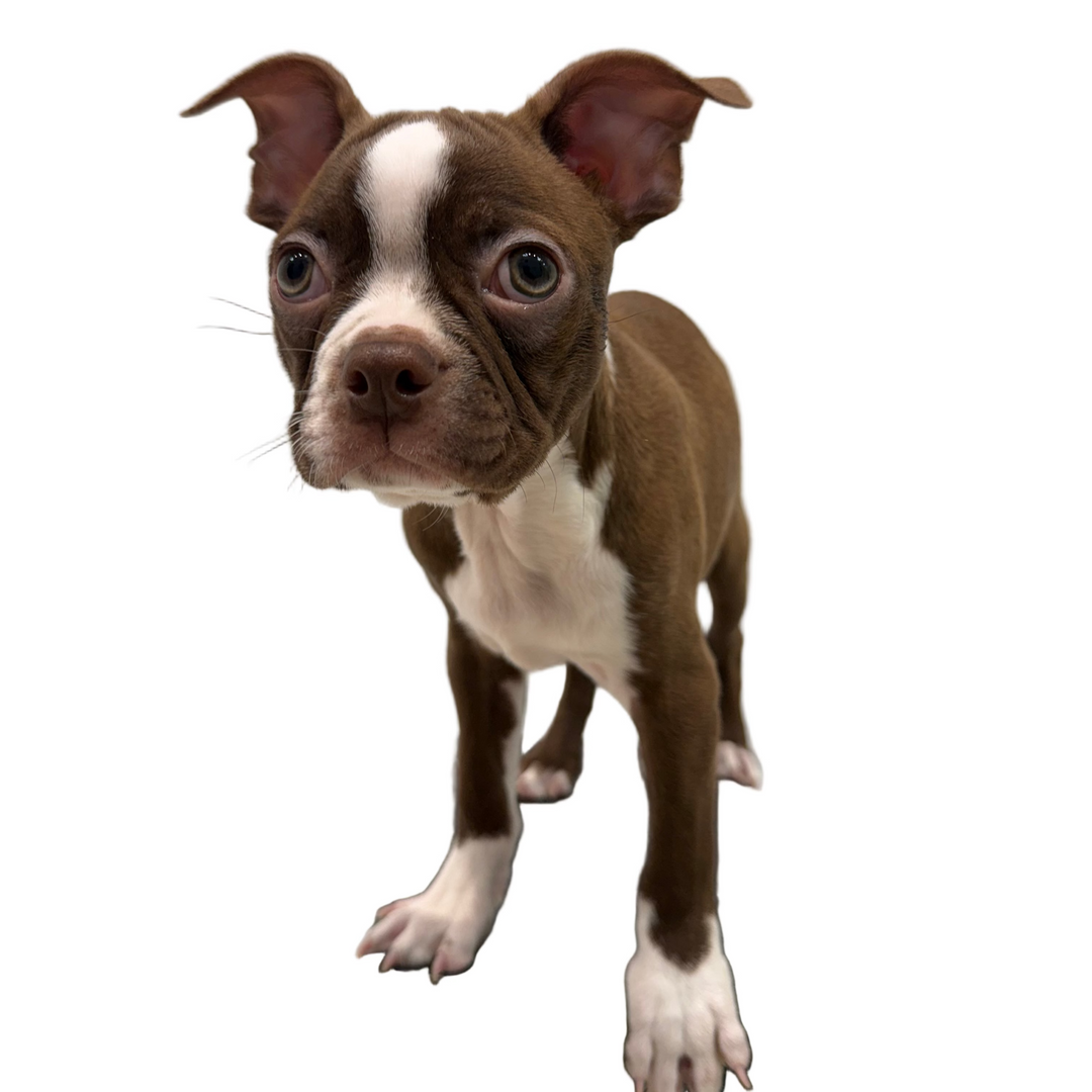 BOSTON TERRIER 8886 BOY