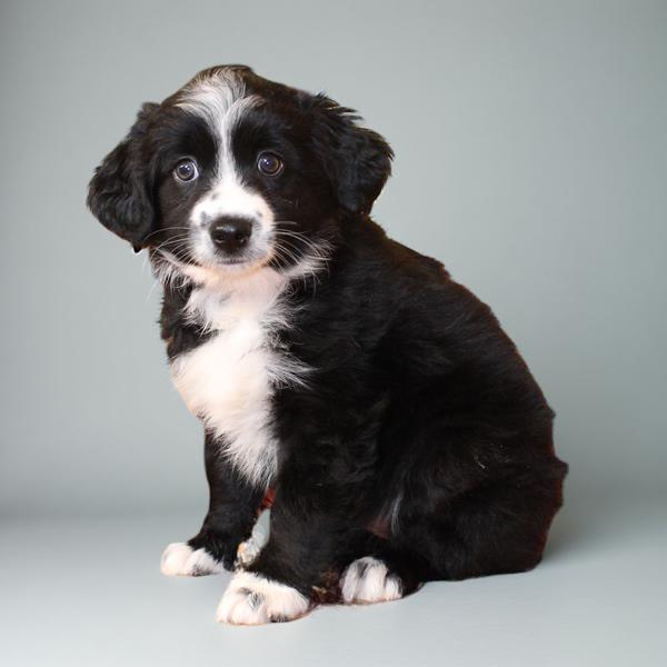 Aus Shepherd 2844 Girl