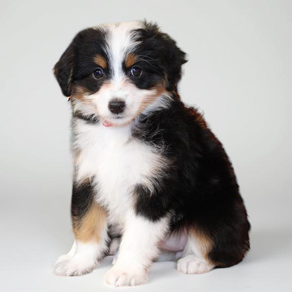 Aussiedoodle 2639 Girl