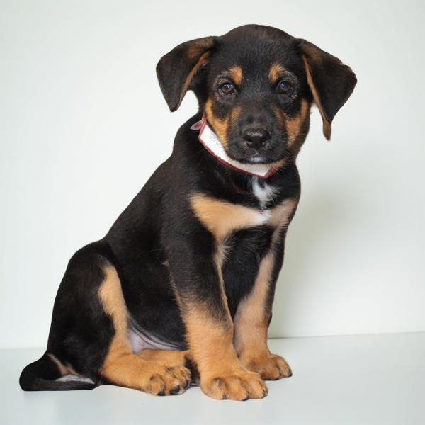 Bern Mount/German Shepherd 2471 Boy