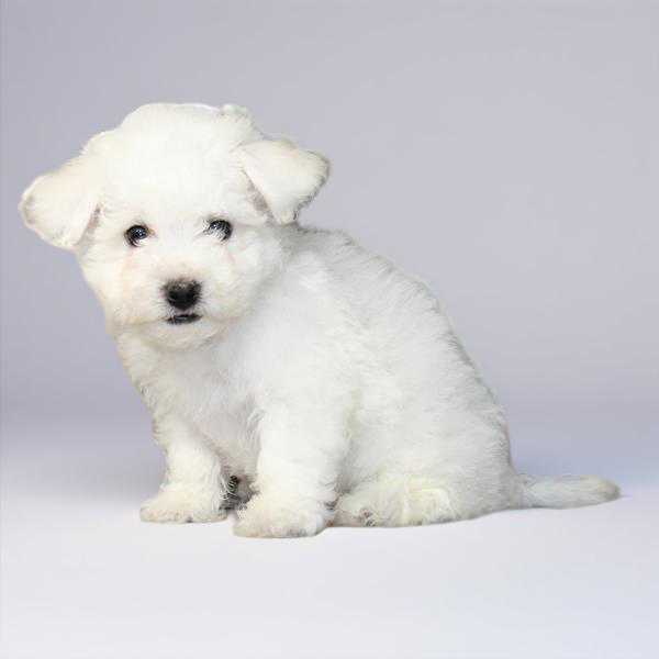 Bichon 5226 Boy