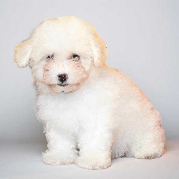 Bichon 9565 Girl