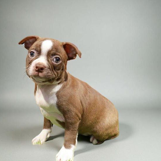 Boston Terrier 8886 Boy