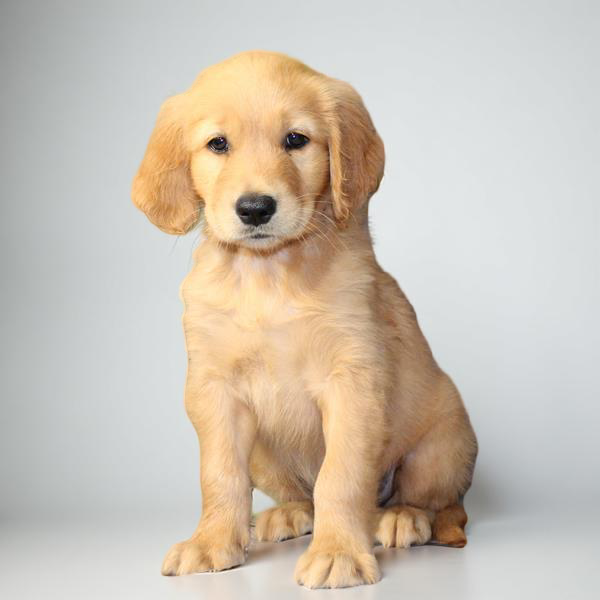 Golden Ret 2475 Boy