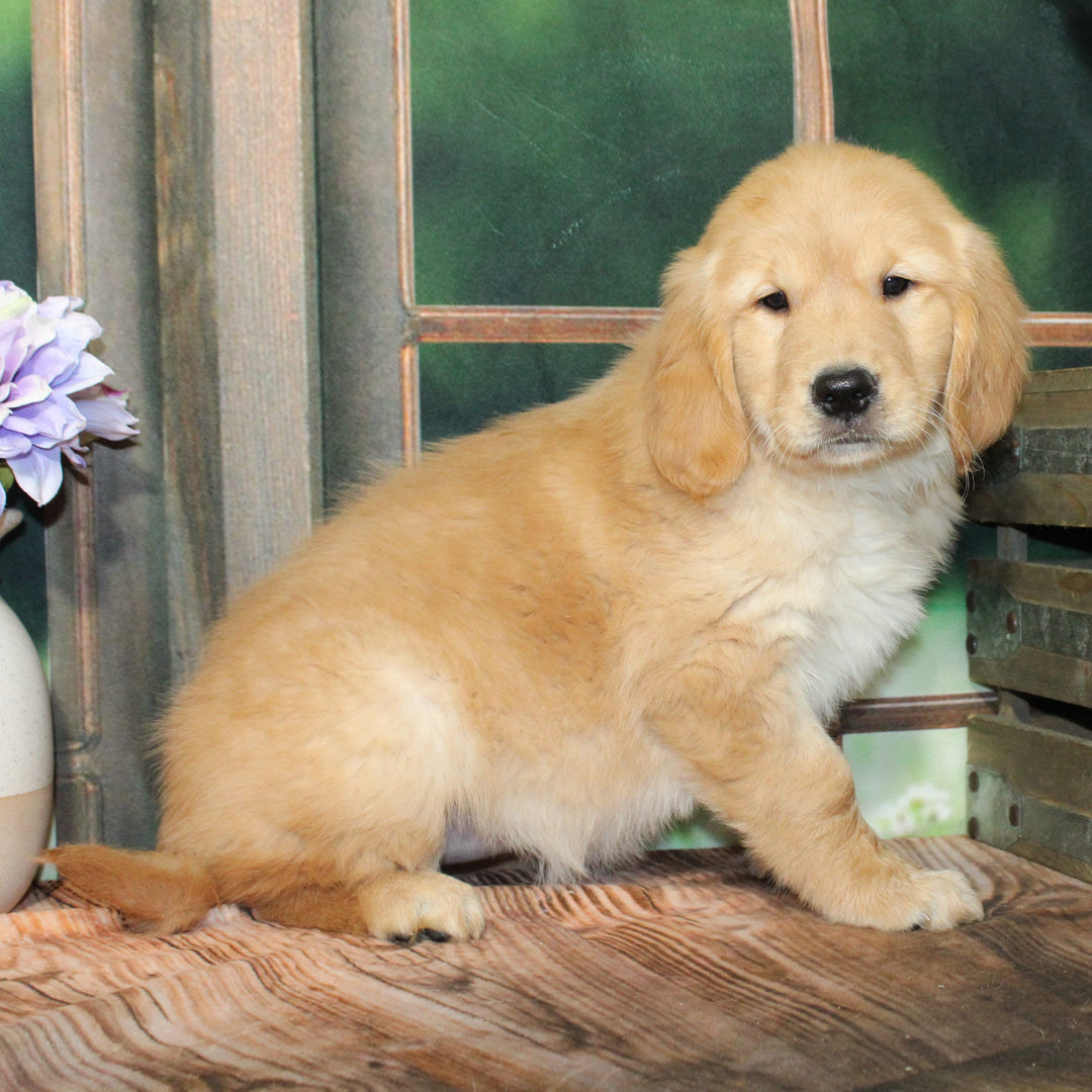 Golden Ret 4480 Girl