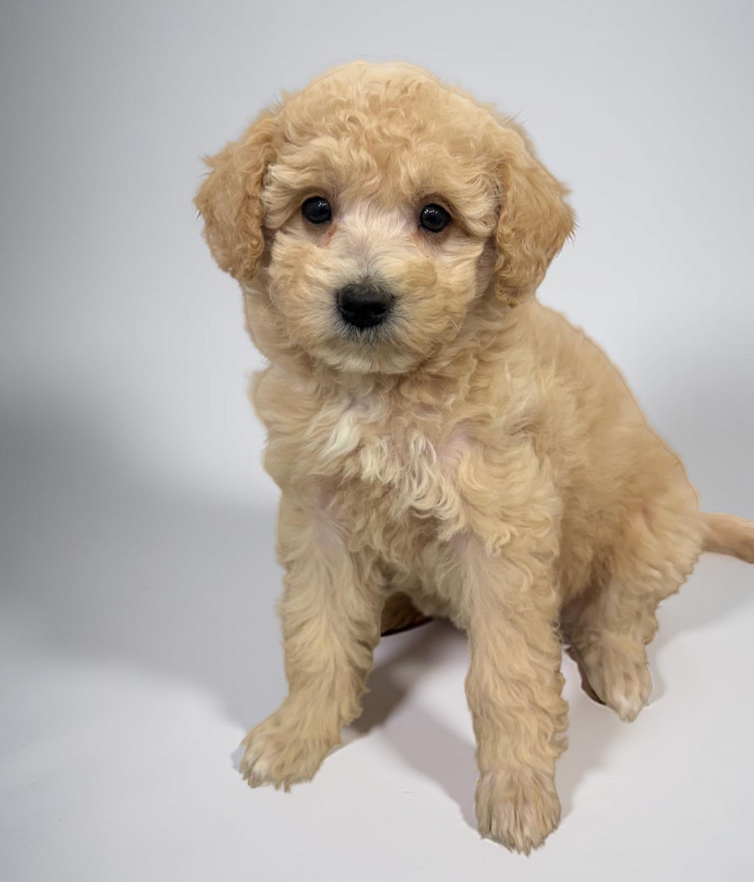 Goldendoodle 1638 Girl