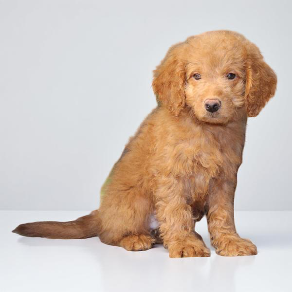 Goldendoodle 2182 Boy