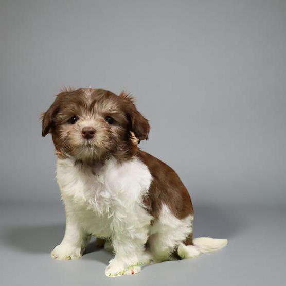 Havanese 0059 Girl