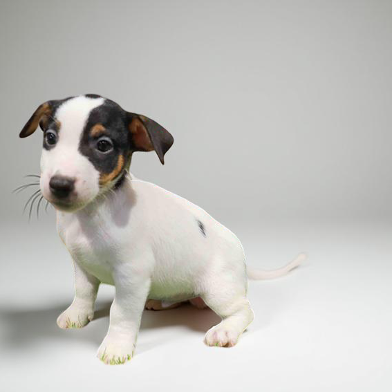 Jack Russell 6885 Boy