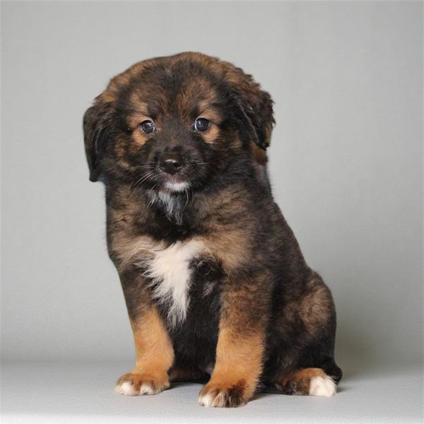 Keeshond/Bernedoodle Mini 2445 Boy
