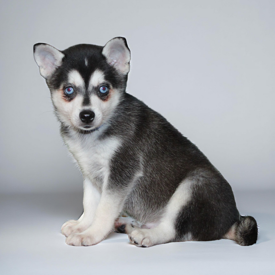 Klee Kai 5238 Boy