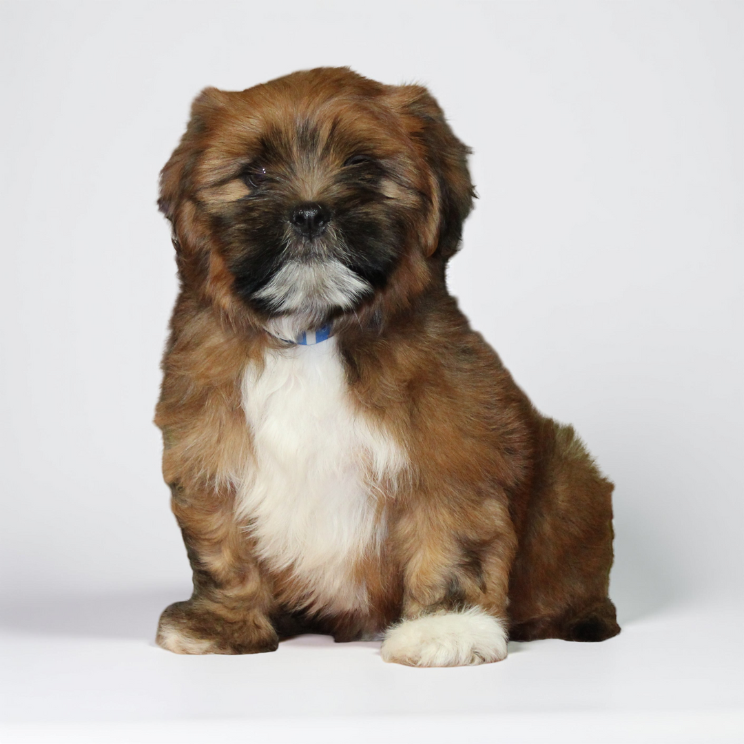 Lhasa Apso 2097 Boy