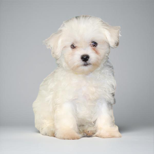 Maltese 2518 Boy