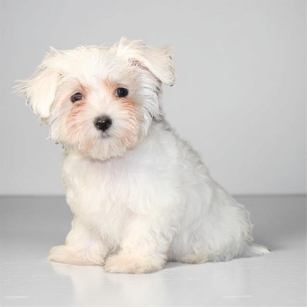 Maltese 2796 Boy
