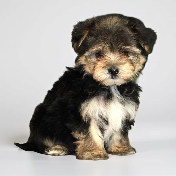 Morkie 2150 Boy