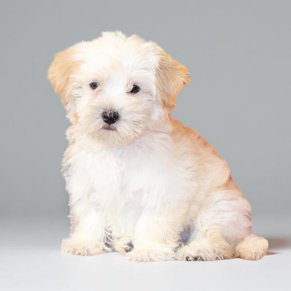 Maltese/Morkie 2941 Boy