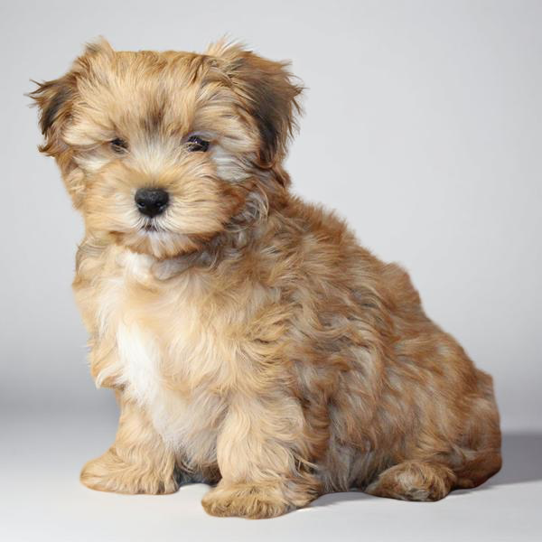 Maltese/Morkie 9818 Boy