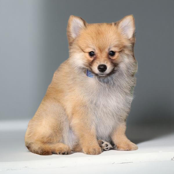Pomeranian 2390 Boy