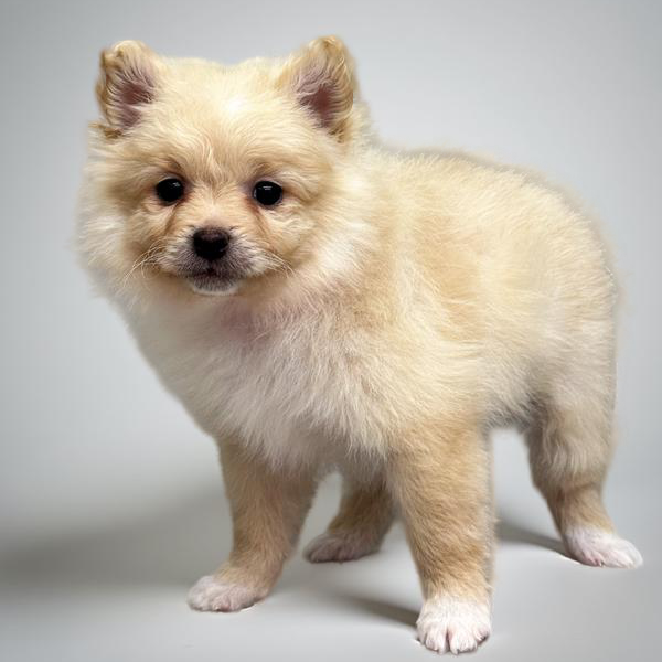 Pomeranian 5583 Girl