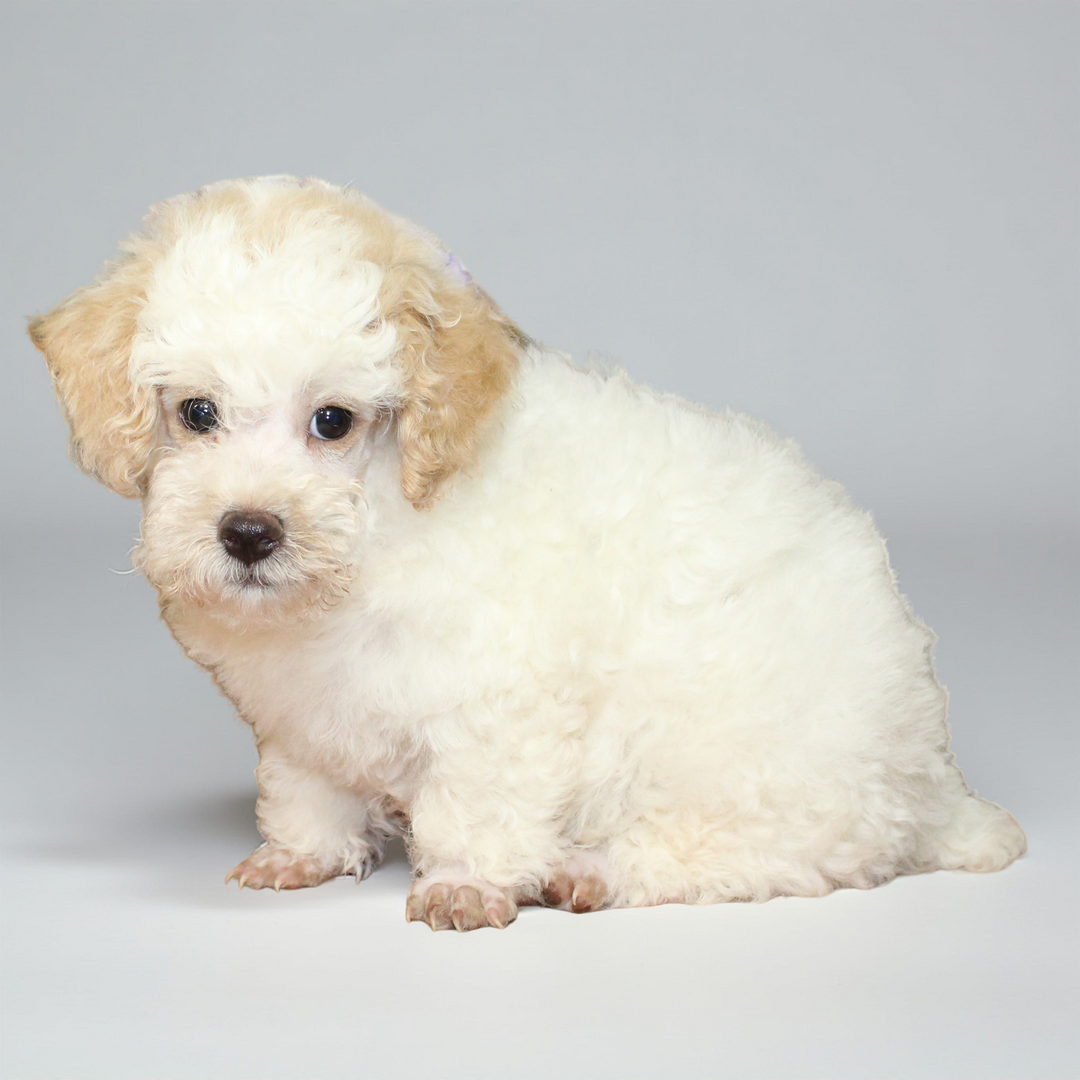 Poodle 2112 Boy
