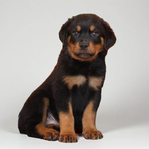 Rottweiler 2969 Boy