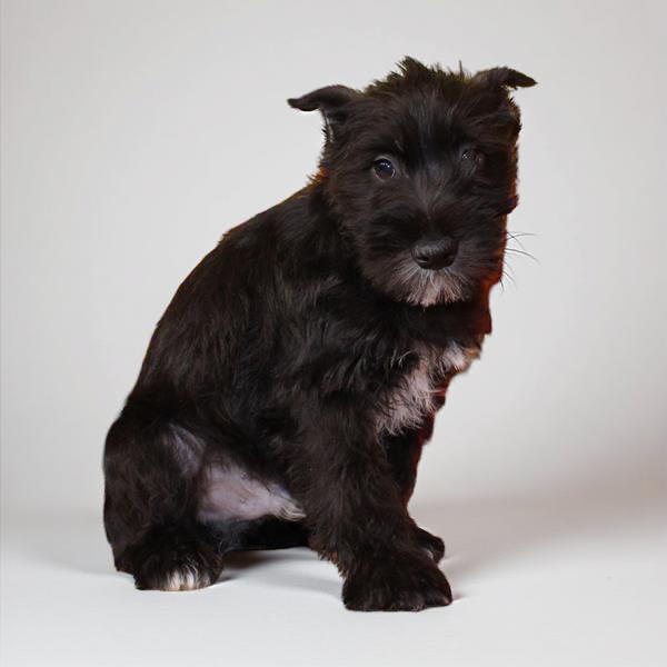 Min Schnauzer 2850 Boy