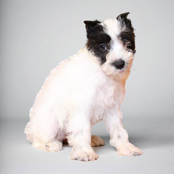 Min Schnauzer 2852 Girl