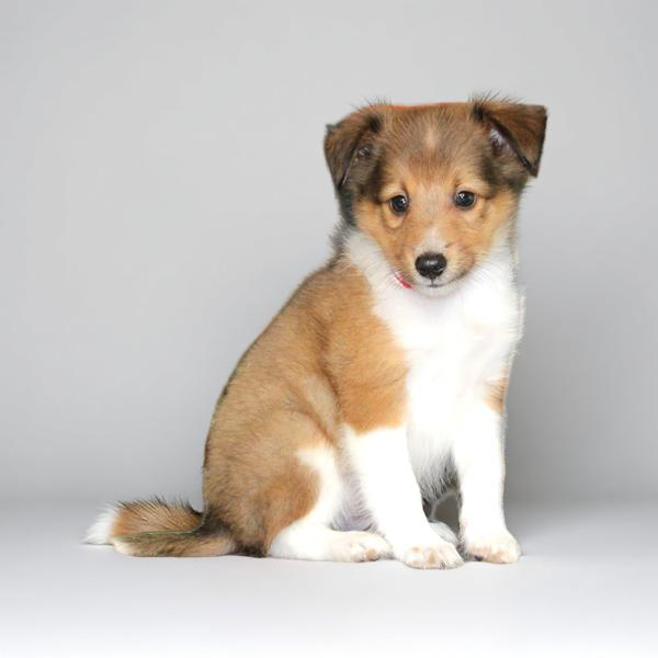 Sheltie 2253 Boy