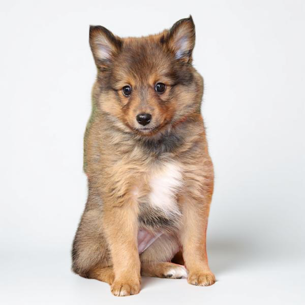 Sheltie/Pomeranian 2826 Girl