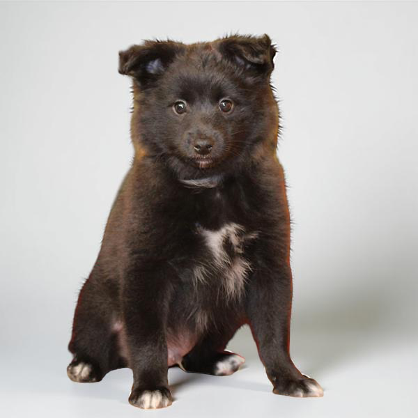 Sheltie/Pomeranian 2831 Boy