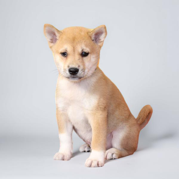 Shiba Inu 9696 Boy