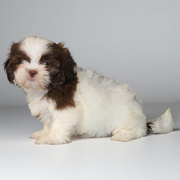 Shih Tzu 2185 Girl