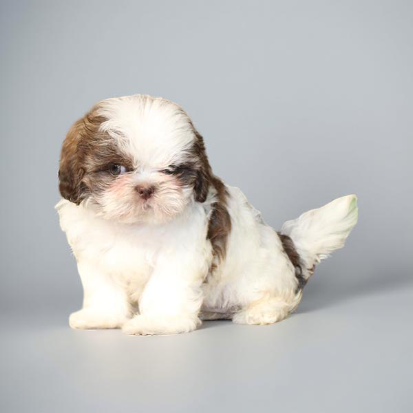Shih Tzu 2187 Girl