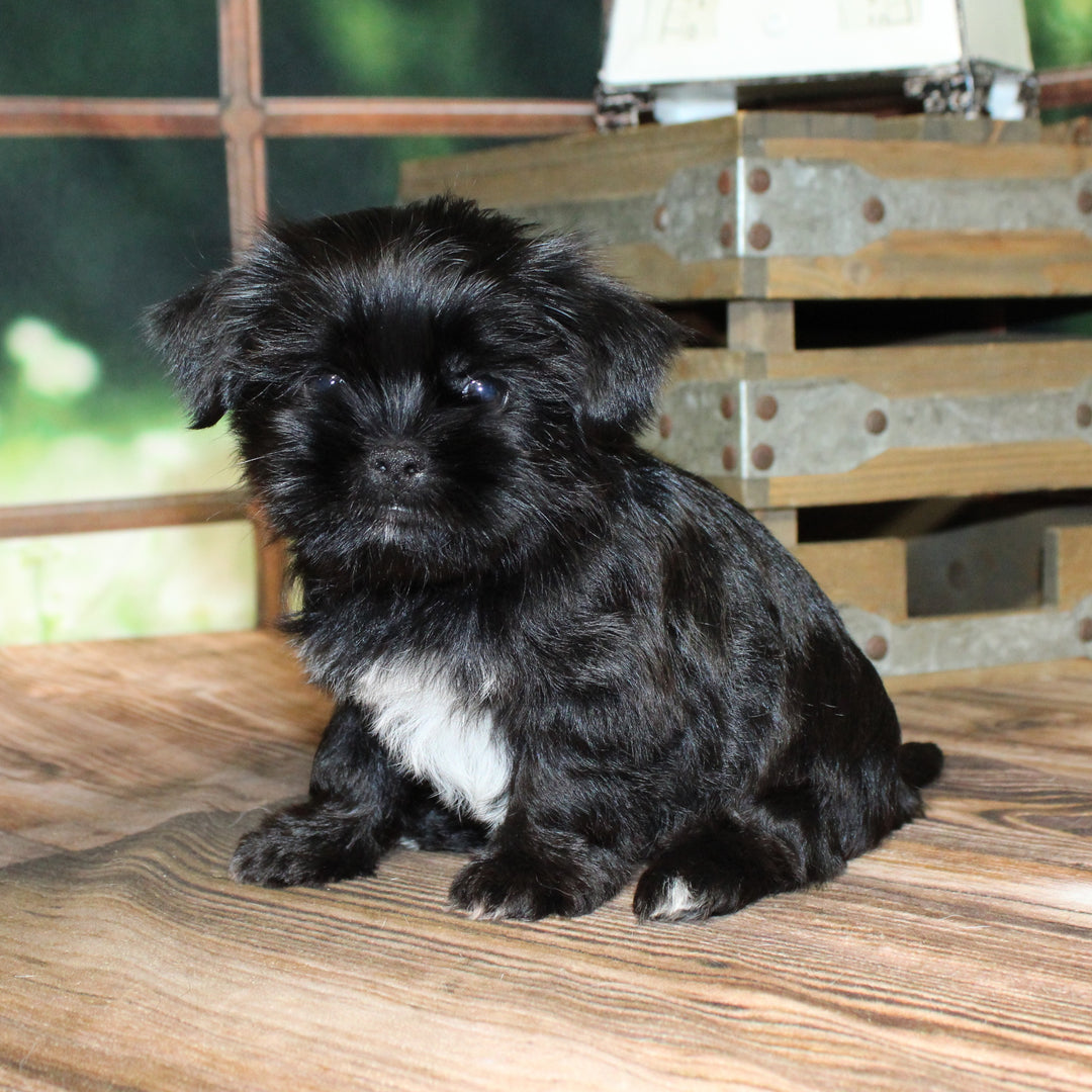 Shih Tzu 4585 Boy