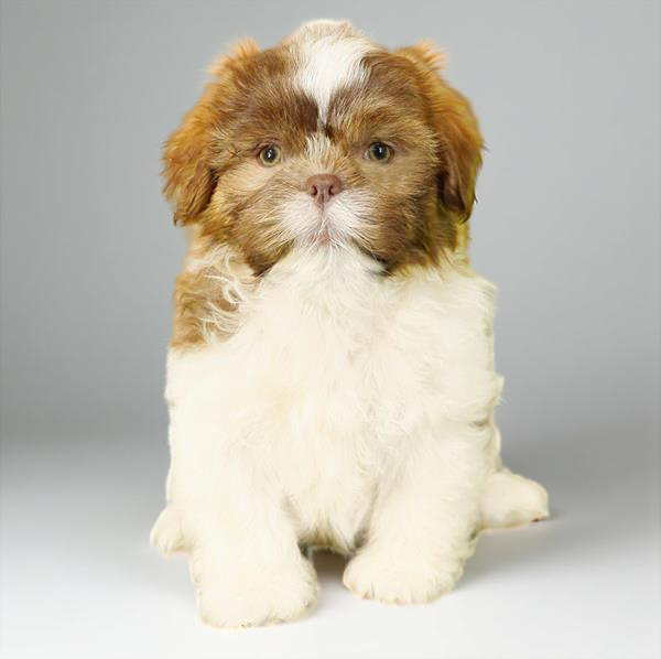 Shih Tzu 4800 Boy