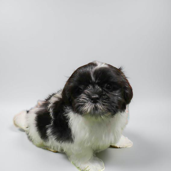 Shih Tzu 6651 Boy