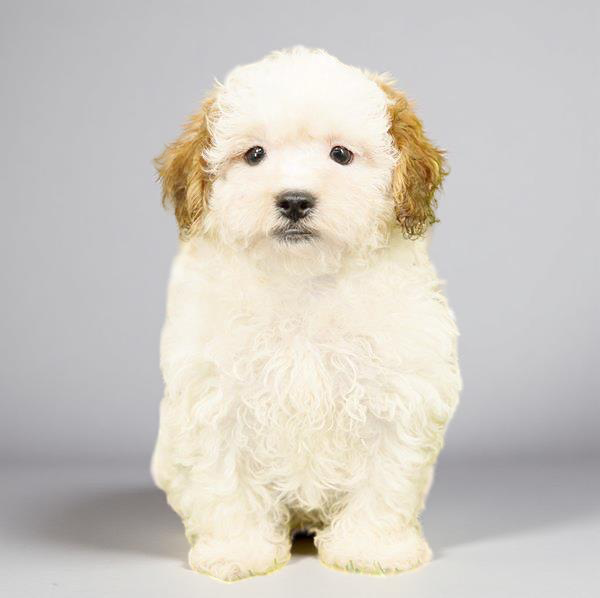 Shizapoo 1240 Boy