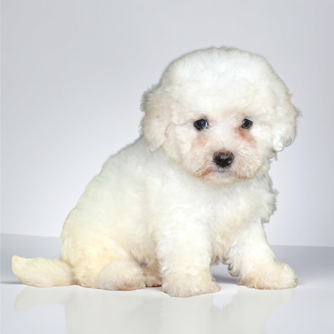 Shih Tzu/Teddy Bear 2046 Girl