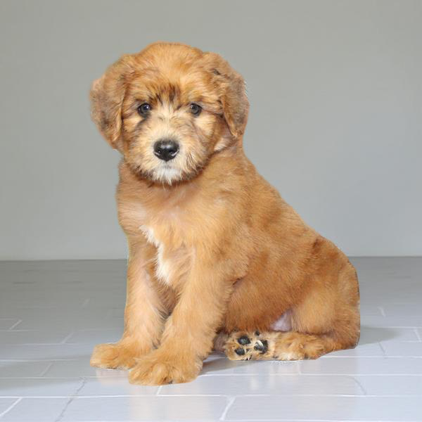 Whoodle 2209 Boy