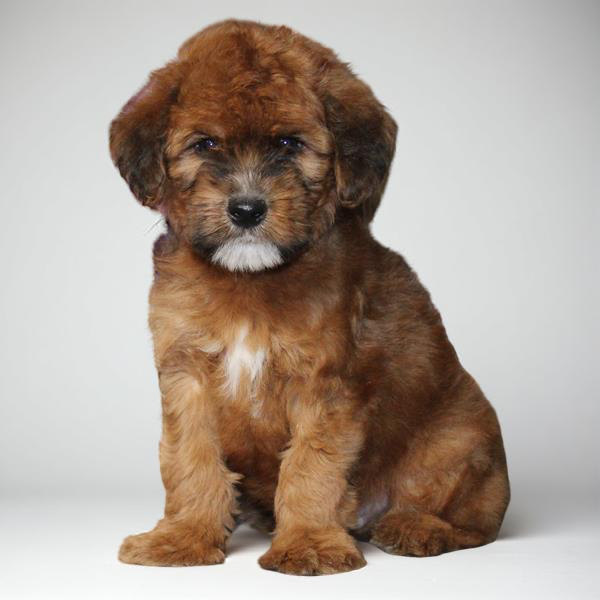 Whoodle 4739 Boy