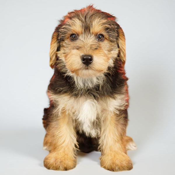 Yorkiepoo 0455 Boy