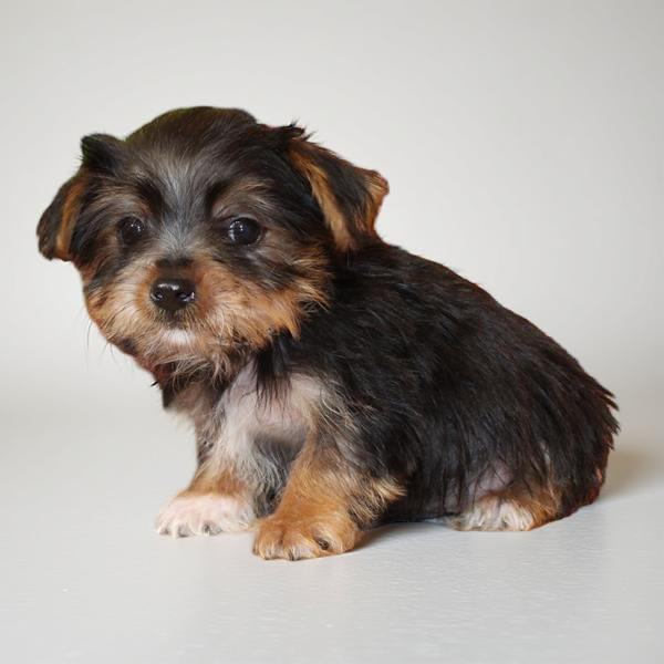 Yorkie 2799 Boy