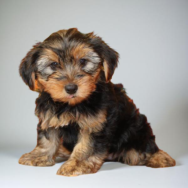 Yorkie 2956 Boy