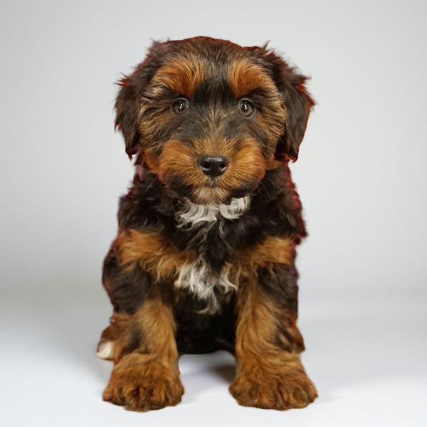 Yorkiepoo 9016 Boy